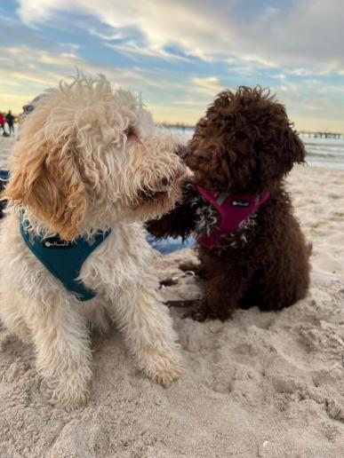 Fiene und Flora an der Ostsee