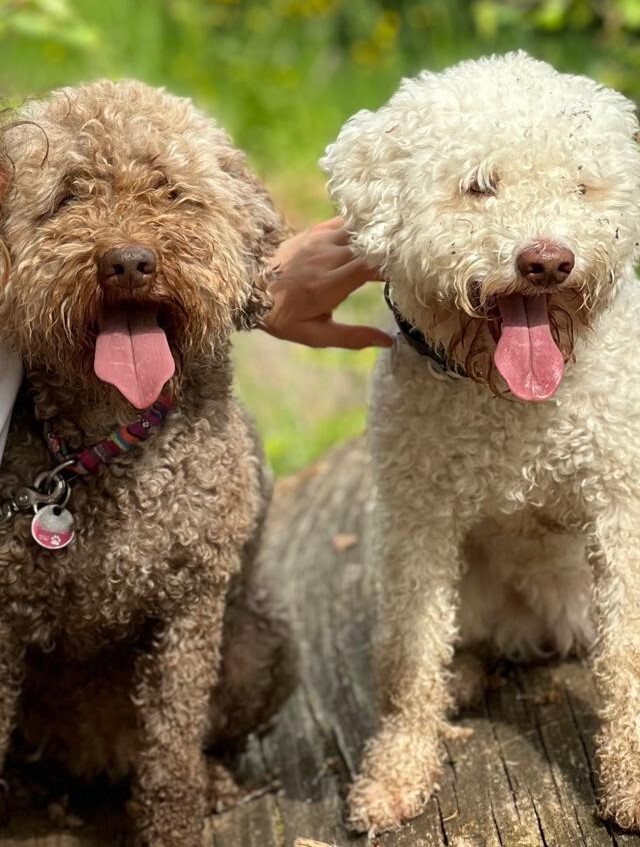 Ivy und Aurora
