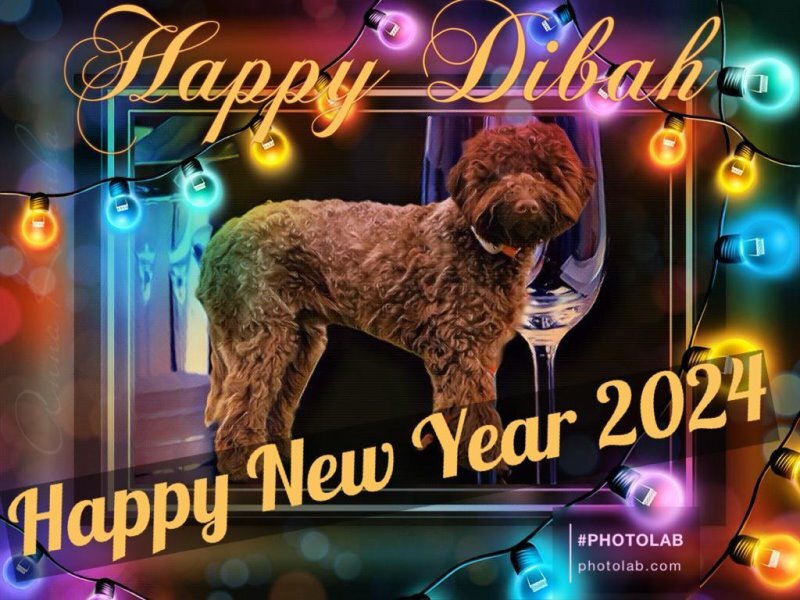 2023-12-31lagotto-happy-dibah-7monate