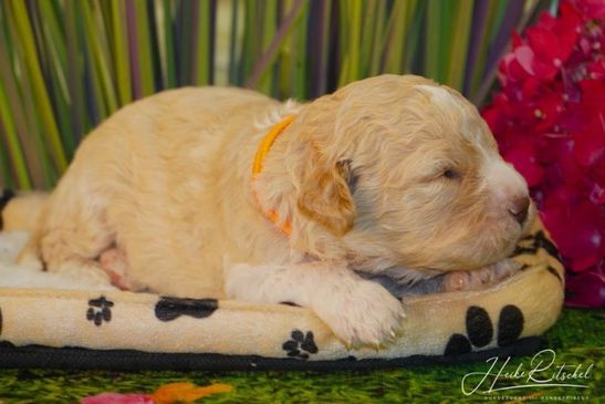 Hündin, Halsband orange