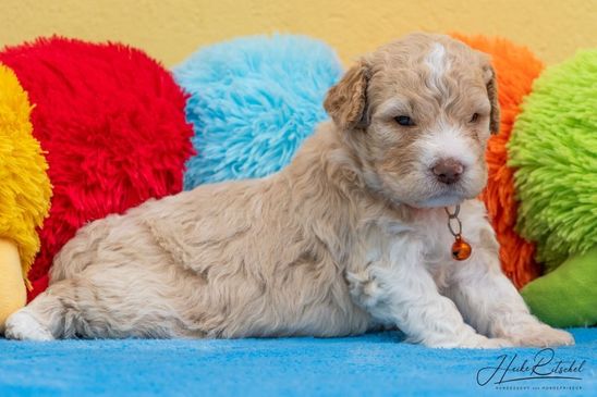 Hündin, Halsband orange
