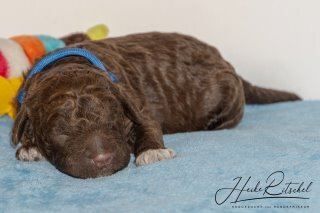Rüde, Halsband blau