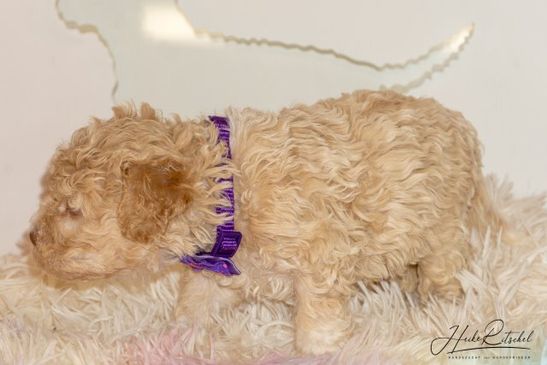 Hündin, Halsband lila