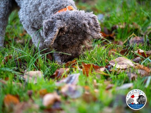 Dibah ist happy beim Buddeln, Vortag 1.Advent