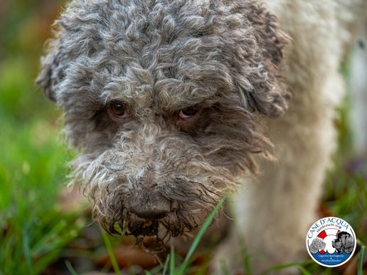 Cara: Frauchen bitte nicht schimpfen 