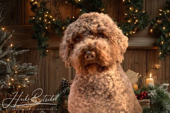 1. Advent- Dibah und die 1.Kerze 