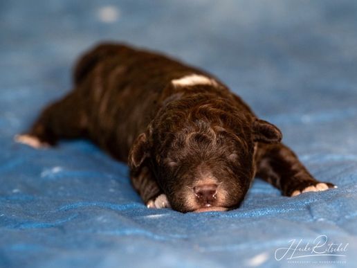 Rüde, Halsband blau