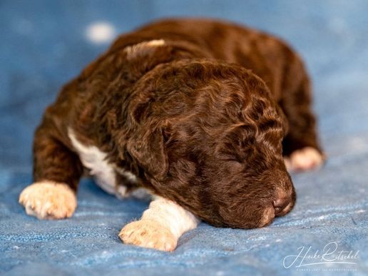 Rüde, Halsband gelb