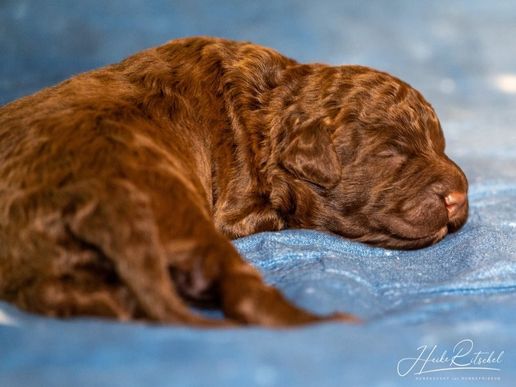 Rüde, Halsband grün