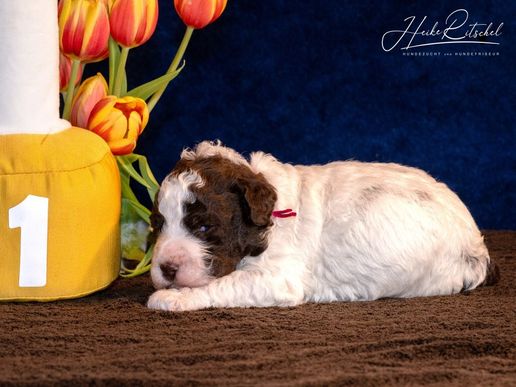 Hündin, Halsband rot