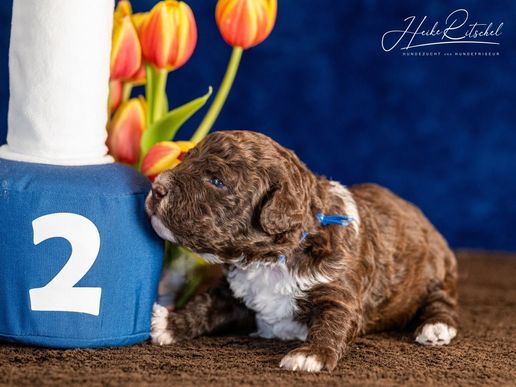 Rüde, Halsband blau