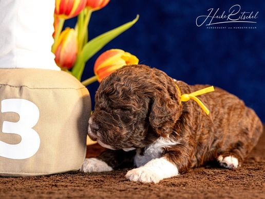 Rüde, Halsband gelb