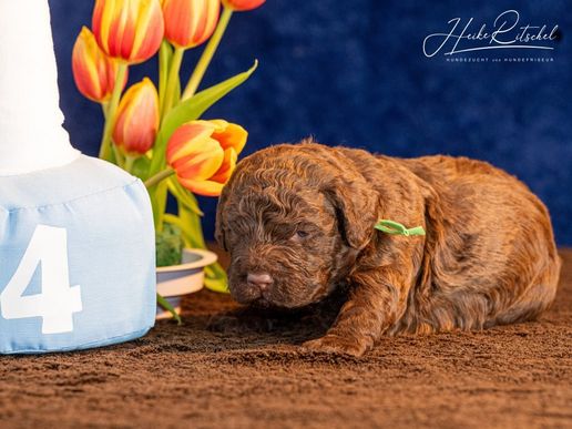 Rüde, Halsband grün