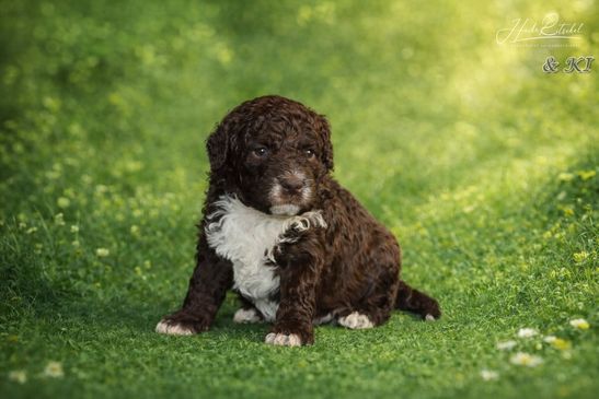 Rüde, Halsband blau