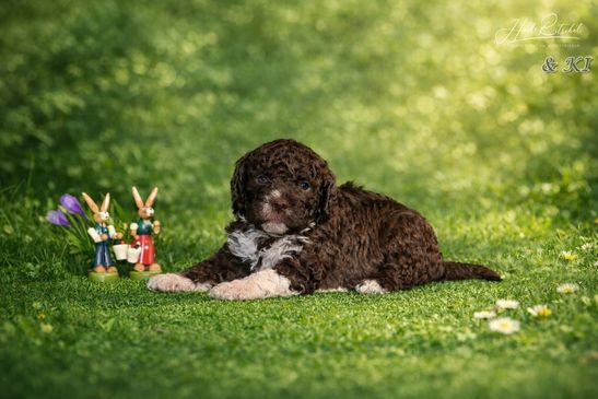 Rüde, Halsband gelb