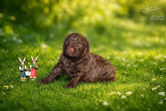 Rüde, Halsband grün