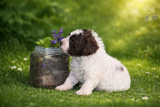 Hündin, Halsband rot