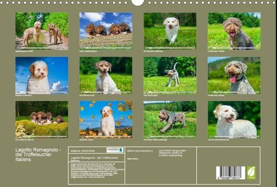 2026-07-12_Kalender Lagotto Romagnolo_Rittergut München_Starick Sigrid--