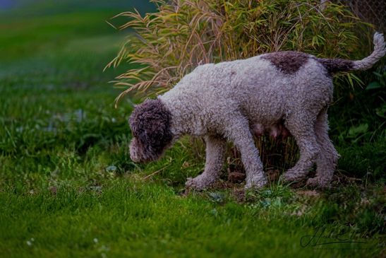 Lagotto Romagnolo Cupcake – hochträchtig in der 8. Trächtigkeitswoche--www.lagotto-thueringen.de