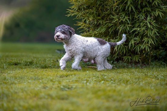 Lagotto Romagnolo Cupcake – hochträchtig in der 8. Trächtigkeitswoche- www.lagotto-thueringen.de