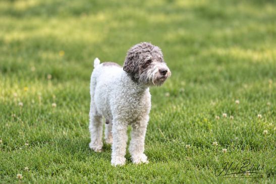 Lagotto Romagnolo Cupcake – hochträchtig in der 8. Trächtigkeitswoche---www.lagotto-thueringen.de