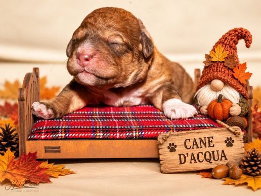 Lagotto-hündin-sable