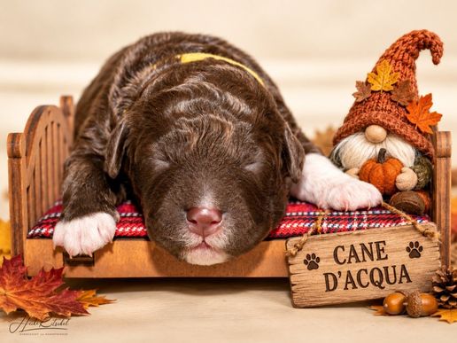 lagotto-Hündin-braun weiß
