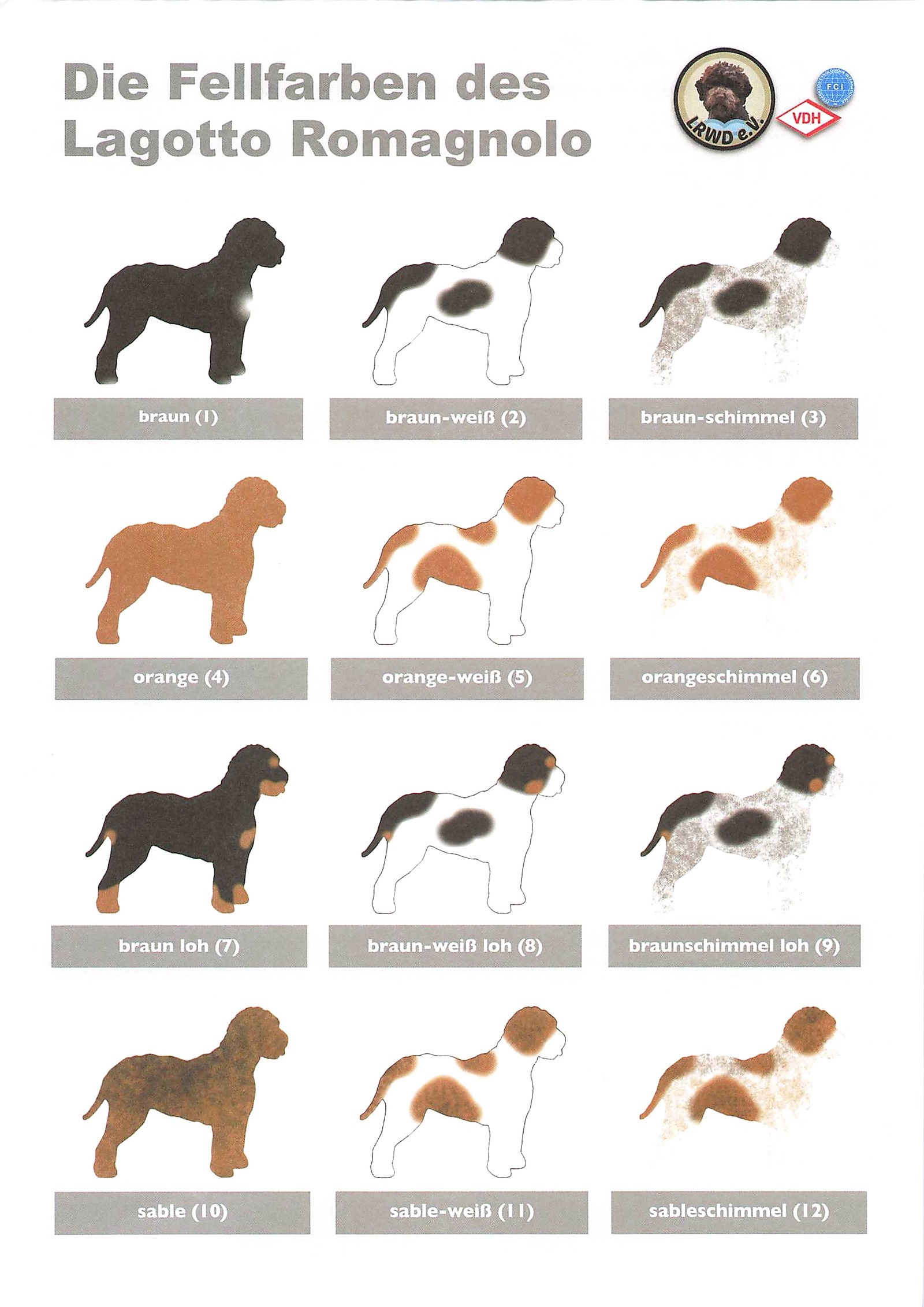 CANE D'ACQUA  (italienisch: Wasserhund)  FCI/ VDH/ LRWD e.V.   