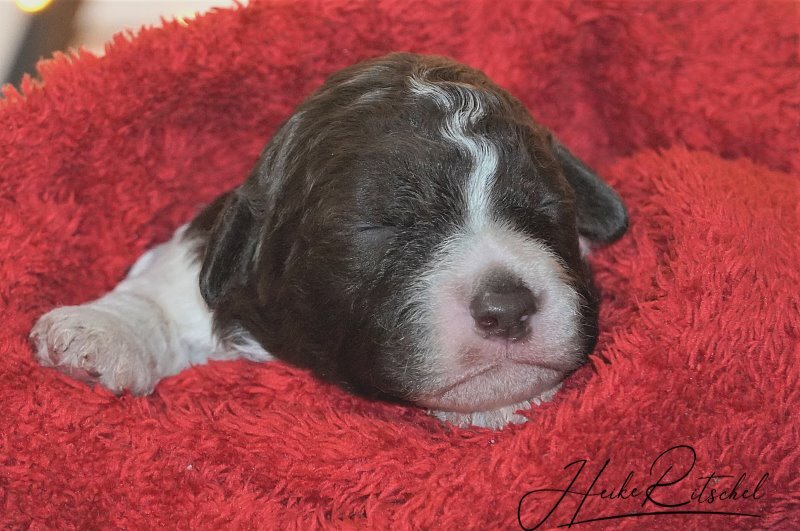 Hündin Welpe Nr3 weiß braun