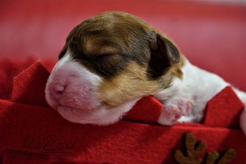 Welpe 7 Hündin