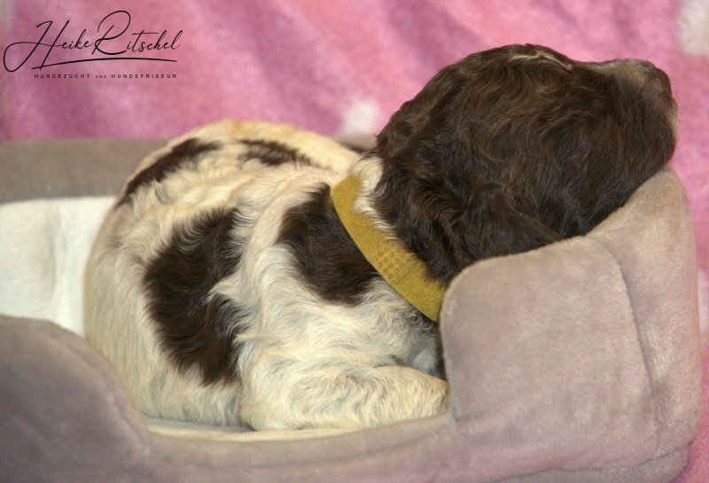 Hündin Halsband gelb-->braunschimmel