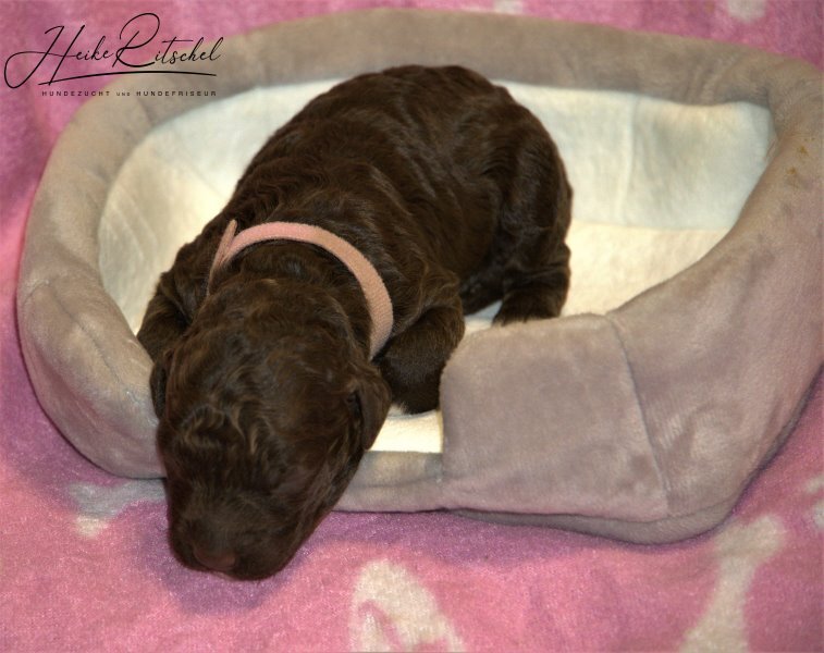 Hündin Halsband rosa-->braun weiß