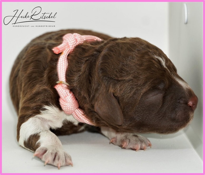 Hündin-Halsband rosa