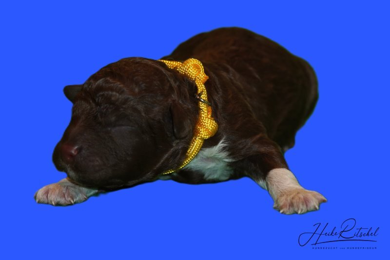 Welpe Nr. 2, Rüde