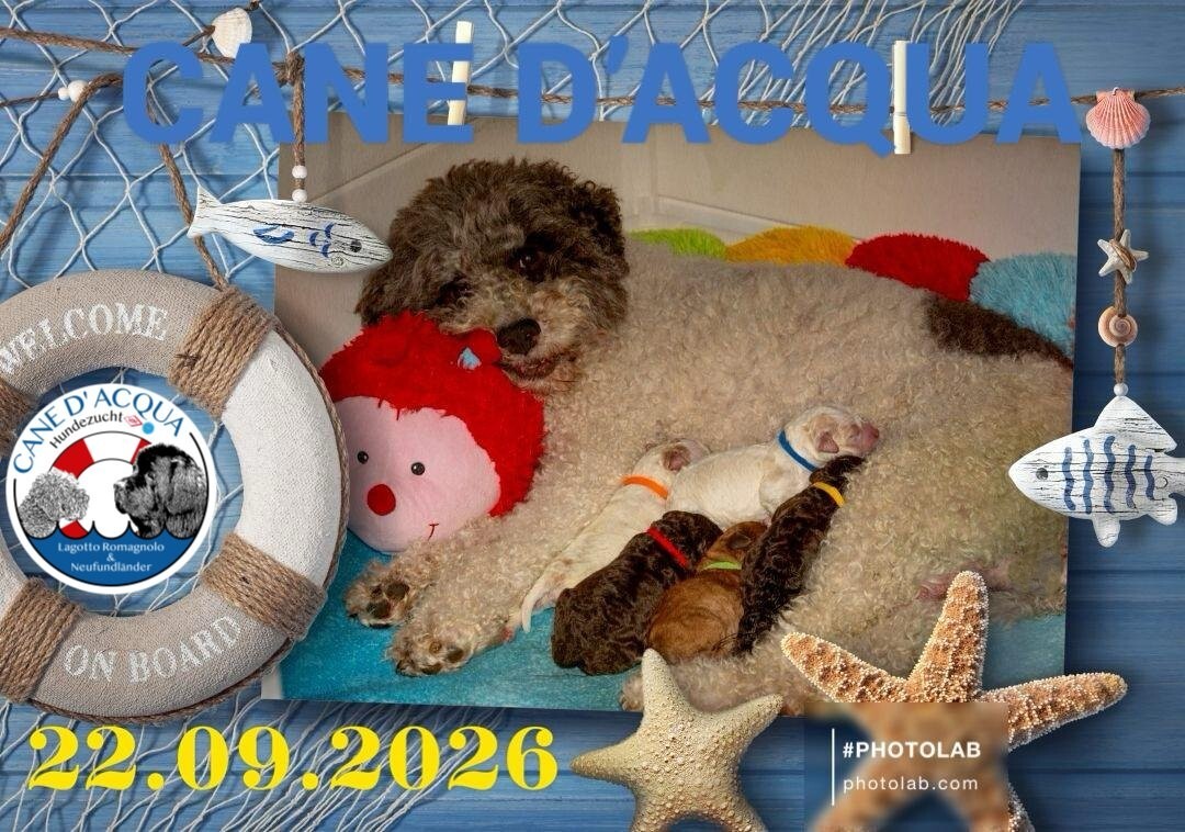 Lagotto Romagnolo-P Welpen-