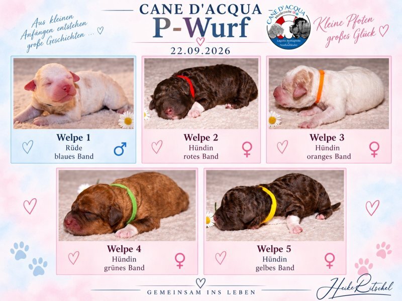 Lagotto Romagnolo-P Welpen